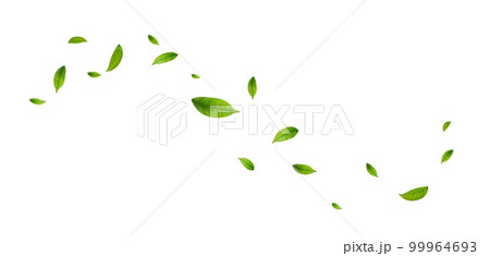 Green leaves fly with a gust of wind. Green leaves fly with a gust of wind. 99964693