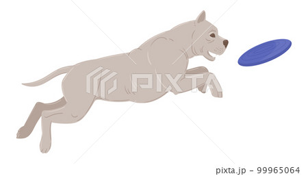 Playing pitbull. Cartoon active domestic puppy playing with frisbee, happy energetic american staffordshire terrier flat vector illustration Playing pitbull. Cartoon active domestic puppy playing with frisbee, happy energetic american staffordshire terrier flat vector illustration 99965064
