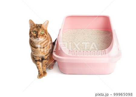 A Bengal cat sits next to a plastic toilet with bentonite filling. 99965098