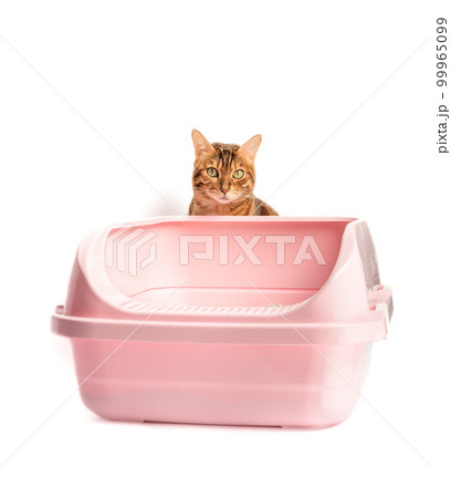 A Bengal cat sits next to a plastic toilet with bentonite filling. 99965099