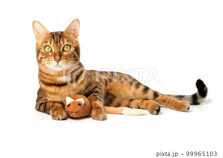 Bengal domestic cat playing with a plush mouse on a white background 99965103