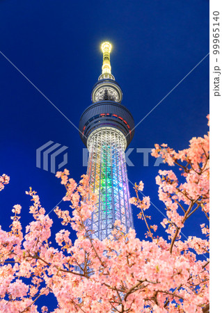 東京スカイツリー_河津桜の絶景夜景風景 99965140