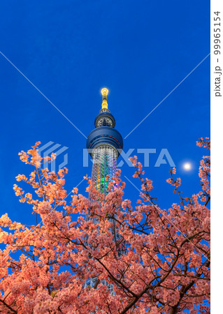 東京スカイツリー_河津桜の絶景夜景風景 99965154