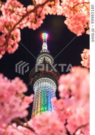 東京スカイツリー_河津桜の絶景夜景風景 99965180