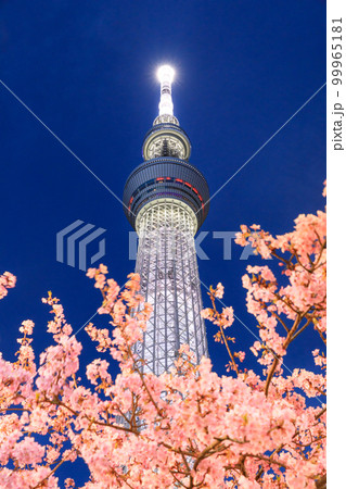 東京スカイツリー_河津桜の絶景夜景風景 99965181