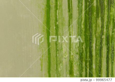 Cement wall with Green moss on the wall of the building. Old ruined and stained grungy wall texture 99965477