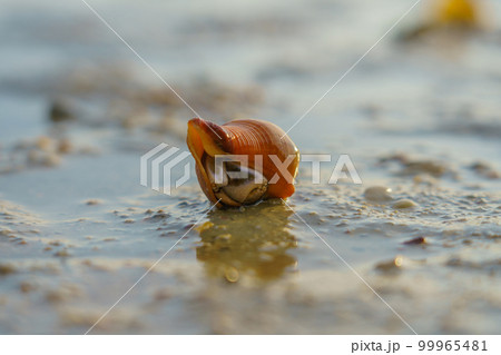 Hermit Crab or Paguroidea in a shell on tropical beach, close up sea life 99965481