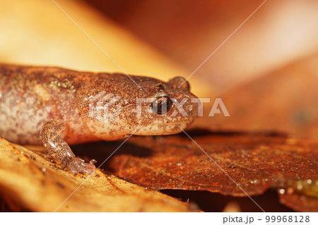 Facial closeup on an adult Eastern red-backed salamander, Plethodon cinereus on the forest floor Facial closeup on an adult Eastern red-backed salamander, Plethodon cinereus on the forest floor 99968128