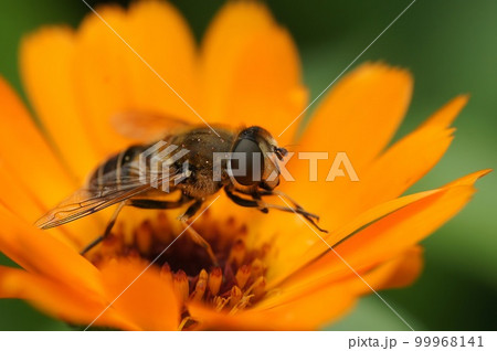 Colorful closeup on a tapered drone-fly, Eristalis pertinax on an orange flower in the garden Colorful closeup on a tapered drone-fly, Eristalis pertinax on an orange flower in the garden 99968141