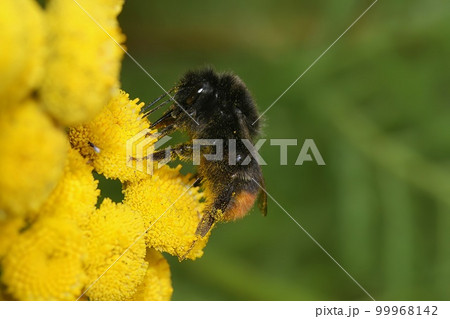 Closeup on a red tailed bumblebee, Bombus lapidarius sipping nectar from a yelllow Tansy flower, Tanacetum vulgare 99968142