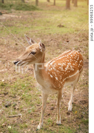 Young spotted deer in the forest thicket close-up Young spotted deer in the forest thicket close-up 99968255