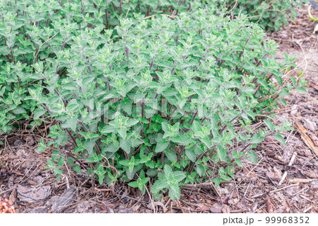 Mentha (also known as mint) in the garden. Mentha (also known as mint) in the garden. 99968352