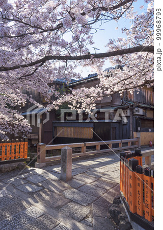 京都祇園白川　桜満開の巽橋 99968793