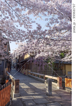 京都祇園白川 桜満開の巽橋 京都祇園白川 桜満開の巽橋 99968797