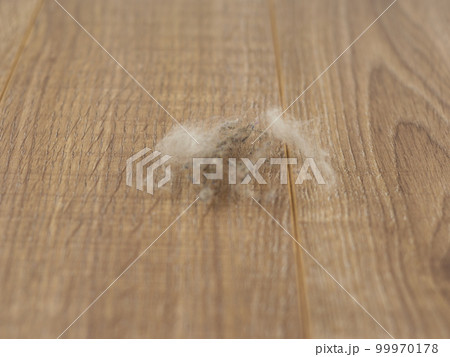 dangerous allergens inside the house dangerous allergens inside the house 99970178