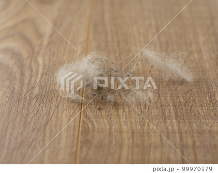dangerous allergens inside the house dangerous allergens inside the house 99970179