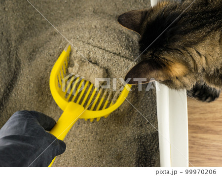 cleanliness and order in the cat tray cleanliness and order in the cat tray 99970206