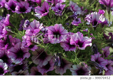 many small purple flowers with green leaves 99970452