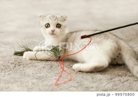 scottish fold kitty. White cat playing toy with feathers. Scottish fold cat bite toy on white carpet 99970800