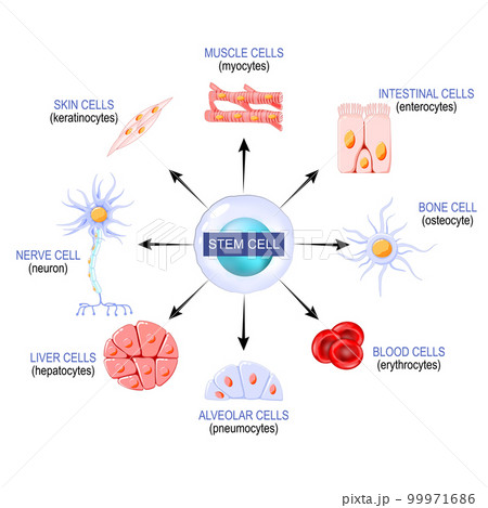 Stem cells from a blastocyst Stem cells from a blastocyst 99971686