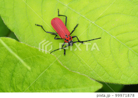 ベニカミキリ 99971878