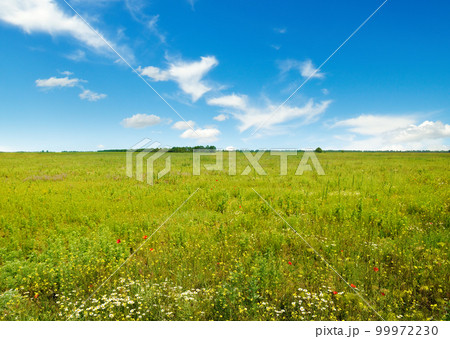 Flowers in green grass and blue sky. 99972230