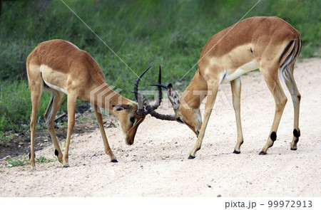 Young males of wild impala try their hand at butting horns. Young males of wild impala try their hand at butting horns. 99972913