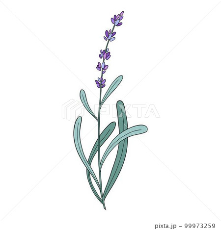 Lavender flower. Provence floral herb with purple blooms. Botanical drawing of French field Lavandula. Blossomed lavander. Colored hand-drawn vector illustration isolated on white background Lavender flower. Provence floral herb with purple blooms. Botanical drawing of French field Lavandula. Blossomed lavander. Colored hand-drawn vector illustration isolated on white background 99973259