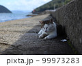 香川県佐柳島の猫 99973283