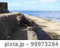 香川県佐柳島の猫 99973284