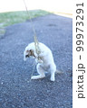 香川県佐柳島の猫 99973291