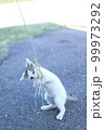 香川県佐柳島の猫 99973292