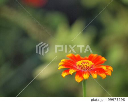 百日草の花のアップ 99973298