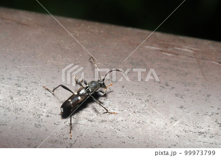 ヒメクロトラカミキリ 99973799