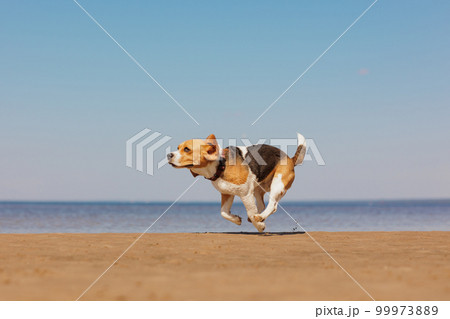 beagle dog runs on seashore against blue sky. pet is playing and having fun outdoors beagle dog runs on seashore against blue sky. pet is playing and having fun outdoors 99973889