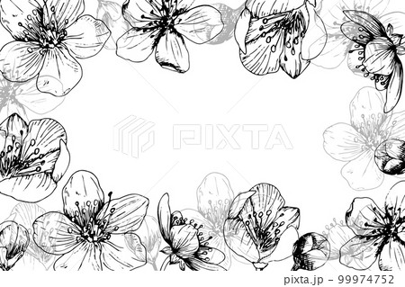 Sakura flowers blossom frame, hand drawn line ink style. Cure doodle cherry plant vector illustration Sakura flowers blossom frame, hand drawn line ink style. Cure doodle cherry plant vector illustration 99974752
