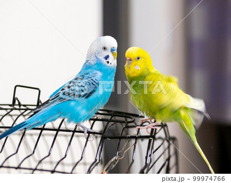 【ペット】籠の上で遊ぶセキセイインコ 99974766