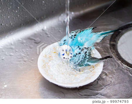 【ペット】水浴びをするセキセイインコ 99974793