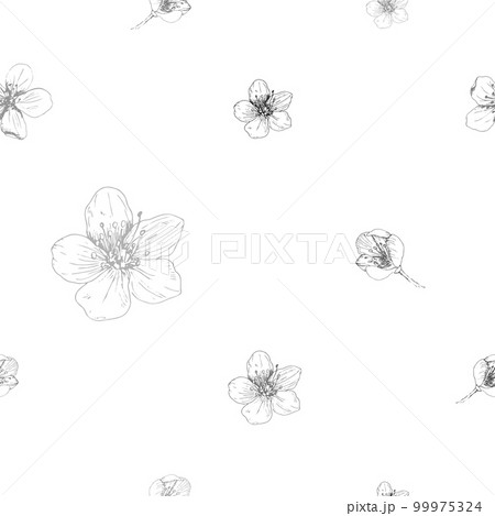 Hand drawn seamless pattern vector of black and white spring sakura, flowers, blooming floral elements. 99975324