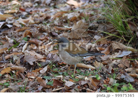 シロハラという野鳥が落ち葉の枯葉の地面に立っている風景 シロハラという野鳥が落ち葉の枯葉の地面に立っている風景 99975365