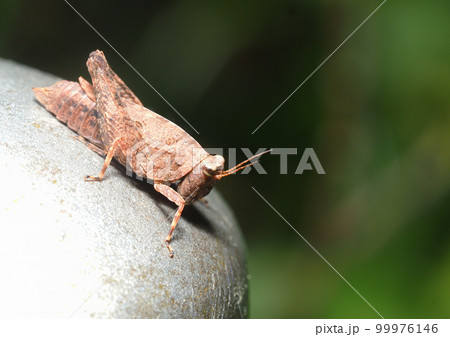 ヒシバッタの一種 ヒシバッタの一種 99976146