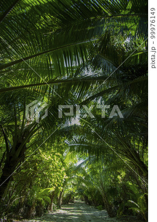 パラオ共和国 カヤンゲル島のヤシの木に囲まれたまっすぐな田舎道 パラオ共和国 カヤンゲル島のヤシの木に囲まれたまっすぐな田舎道 99976149