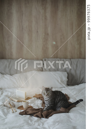 Cute tabby cat in bed on warm blanket. Hygge concept. Lazy weekend. Cozy home atmosphere 99976375