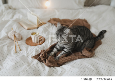 Cute tabby cat in bed on warm blanket. Hygge concept. Lazy weekend. Cozy home atmosphere Cute tabby cat in bed on warm blanket. Hygge concept. Lazy weekend. Cozy home atmosphere 99976383