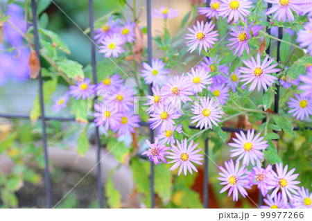 ブルーデージーの花 99977266