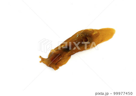 アメフラシ 99977450