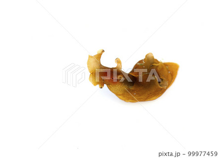 アメフラシ アメフラシ 99977459