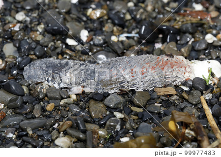 漂着物 ヨウラククラゲ 漂着物 ヨウラククラゲ 99977483