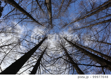 冬枯れのメタセコイヤの森で樹と青空と雲のある空を見上げた風景 99977648