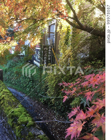 秋の昼下がり、高尾山の湧水を集めた澤の流れと紅葉 秋の昼下がり、高尾山の湧水を集めた澤の流れと紅葉 99978087
